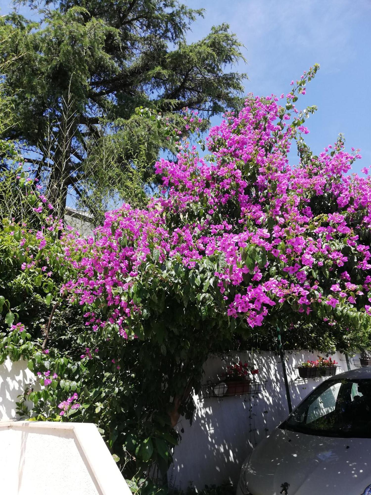 Apartments Poretti For 2,In Center Parking Free In The Yard,6 Min Beach Walk Rovinj Exterior photo